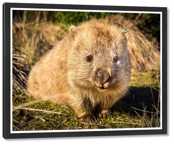 Wombat at Maria island, Tasmania