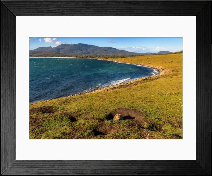 Framed Print : Wombat in the burrow at Maria island, Tasmania