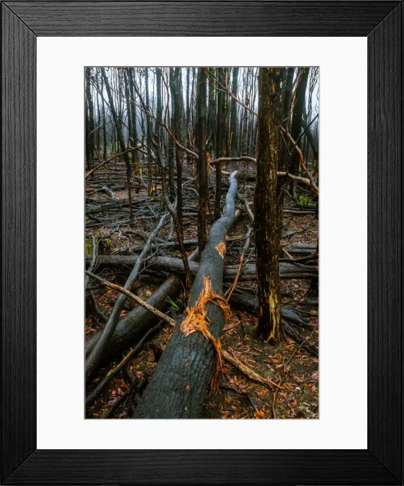 Framed Print : Tarkine rainforest in Tasmanias north-west after 2016 fiers Framed Print : Tarkine rainforest in Tasmanias north-west after 2016 fiers