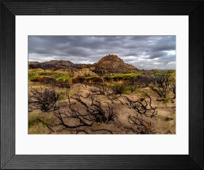 Framed Print : Wild Tarkine Coast after Bush fires, Tasmania