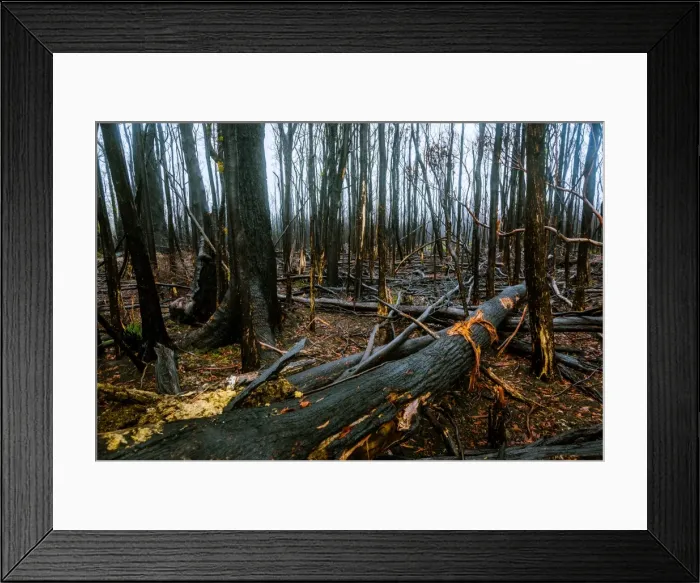 Framed Print : Tarkine rainforest in Tasmanias north-west after 2016 fiers Framed Print : Tarkine rainforest in Tasmanias north-west after 2016 fiers