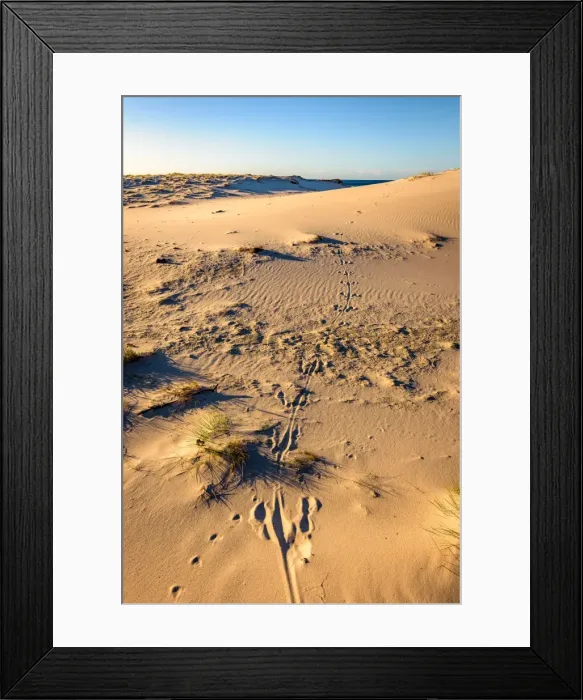 Framed Print : Kangaroo tracks at Friendly Beaches, Freycinet National Park, Tasmania Framed Print : Kangaroo tracks at Friendly Beaches, Freycinet National Park, Tasmania