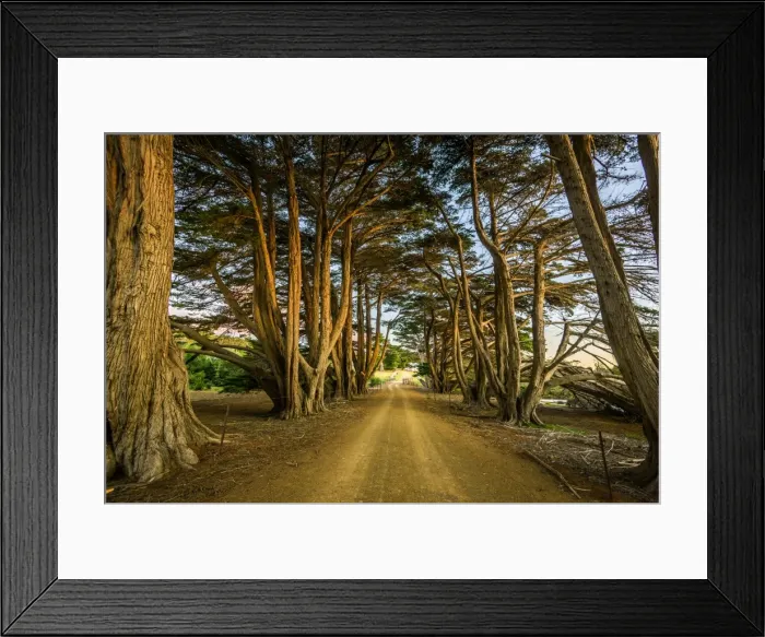 Framed Print : Cypress-lined road to Darlington at Maria Island, Tasmania Framed Print : Cypress-lined road to Darlington at Maria Island, Tasmania