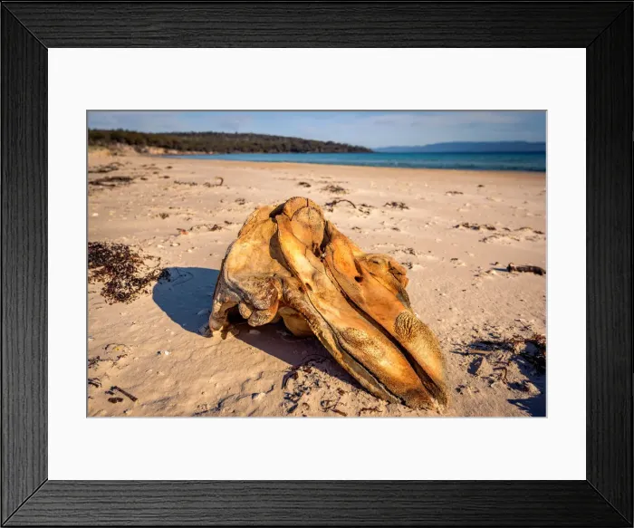 Framed Print : Whale skull at Coocks Beach, Freycinet National Park, Tasmania Framed Print : Whale skull at Coocks Beach, Freycinet National Park, Tasmania