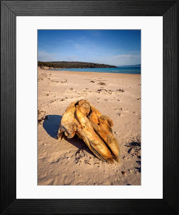 Framed Print : Whale skull at Coocks Beach, Freycinet National Park, Tasmania
