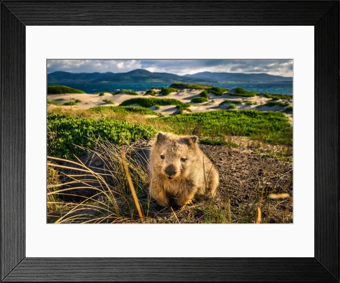 Framed Print : Wombat at Lesueur Point. Maria Island, Tasmania