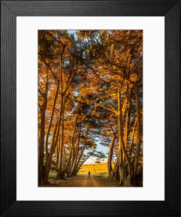 Framed Print : Cypress-lined road to Darlington at Maria Island, Tasmania Framed Print : Cypress-lined road to Darlington at Maria Island, Tasmania