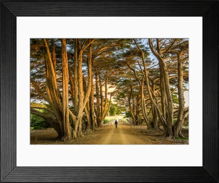 Framed Print : Cypress-lined road to Darlington at Maria Island, Tasmania Framed Print : Cypress-lined road to Darlington at Maria Island, Tasmania