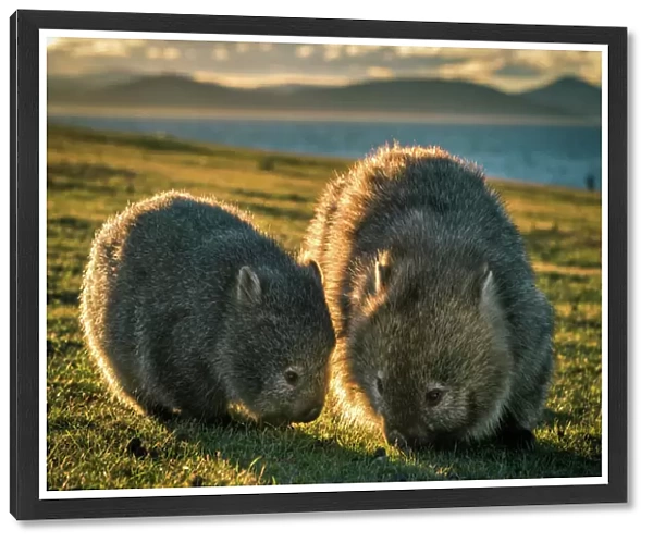 Baby wombat with the mother at Maria Island