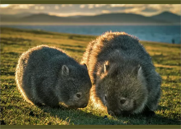 Baby wombat with the mother at Maria Island