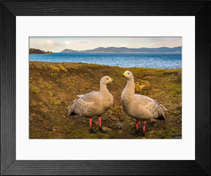 Framed Print : Cape barren goose coapleat Maria Island, Tasmania