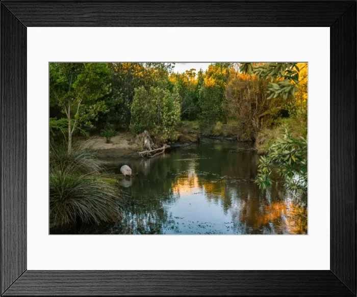Framed Print : Wombat at Bernacchis Creek, Maria Island, Tasmania Framed Print : Wombat at Bernacchis Creek, Maria Island, Tasmania