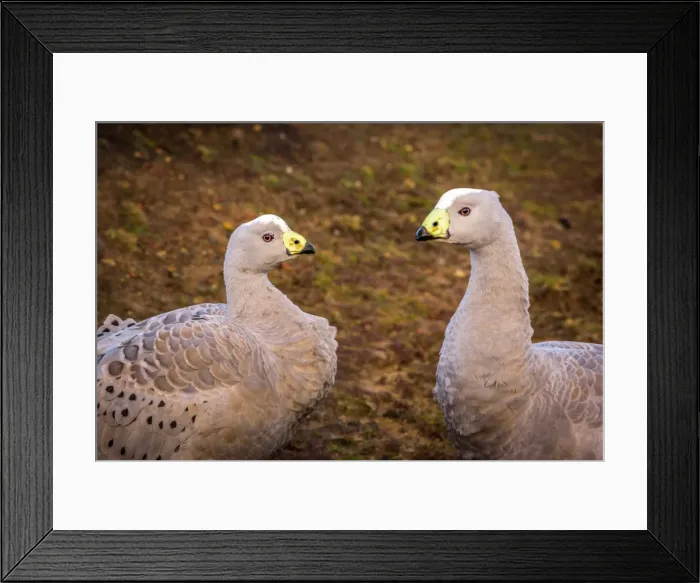 Framed Print : Cape barren goose coapleat Maria Island, Tasmania