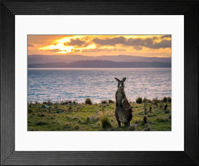 Framed Print : Kangaroo at Cape Boullanger, Maria Island, Tasmania
