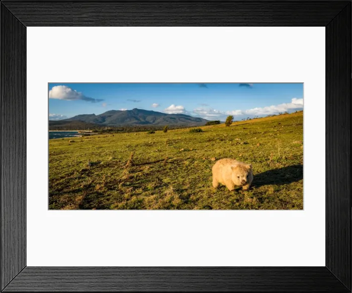 Framed Print : Wombat at Lesueur Point with mt mt Maria at the background. Maria Island, Tasmania Framed Print : Wombat at Lesueur Point with mt mt Maria at the background. Maria Island, Tasmania
