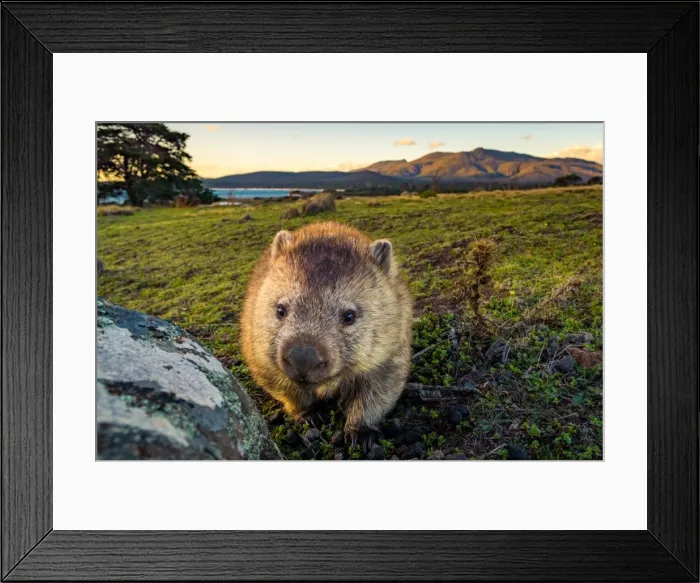 Framed Print : Wombat at Lesueur Point with mt mt Maria at the background. Maria Island, Tasmania