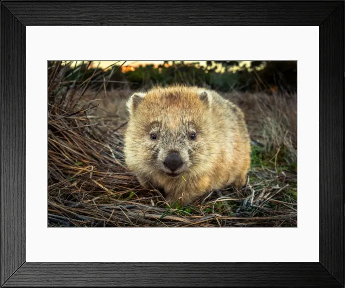 Framed Print : Wombat at Maria island, Tasmania