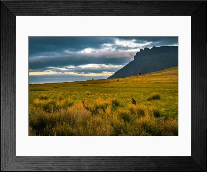 Framed Print : Kangaroos at Cape Boullanger, Maria Island, Tasmania Framed Print : Kangaroos at Cape Boullanger, Maria Island, Tasmania