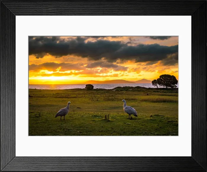 Framed Print : Cape barren goose coapleat Maria Island, Tasmania