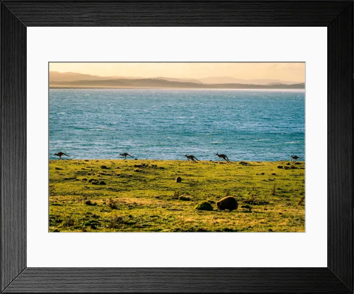 Framed Print : Kangaroos at Lesueur Point, Maria Island, Tasmania