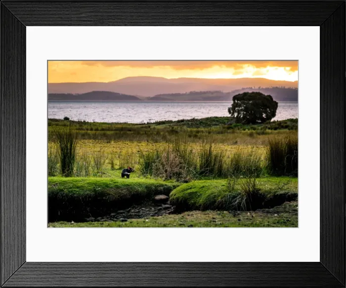 Framed Print : Wild Tasmanian Davil at Maria Island