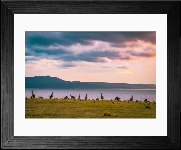Framed Print : Kangaroos at Cape Boullanger, Maria Island, Tasmania