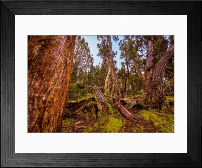 Framed Print : Dixon Kingdoms Pencil Pine forest in Walls of Jerusalem National Park, Tasmania