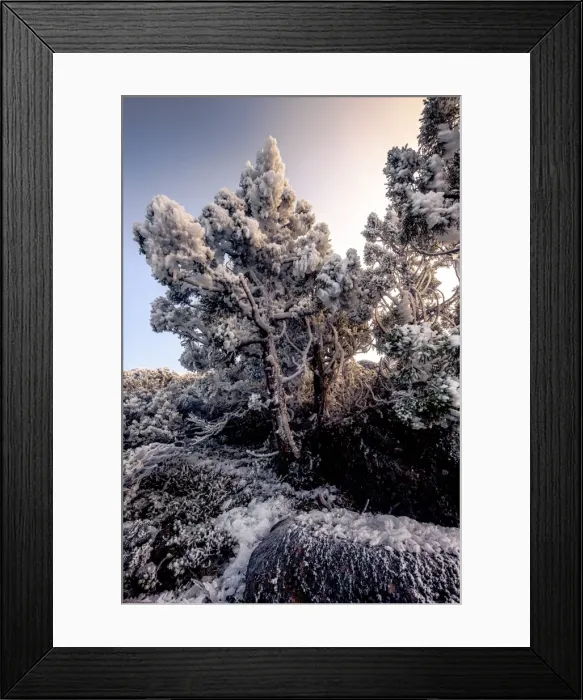 Framed Print : Frost on the bush at Walls of Jerusalem National Park, Tasmania