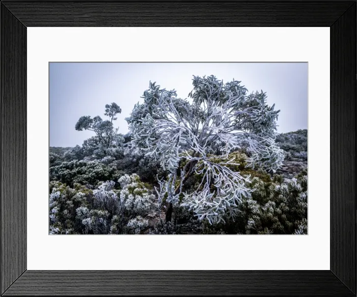 Framed Print : Frost on the bush at Walls of Jerusalem National Park, Tasmania Framed Print : Frost on the bush at Walls of Jerusalem National Park, Tasmania