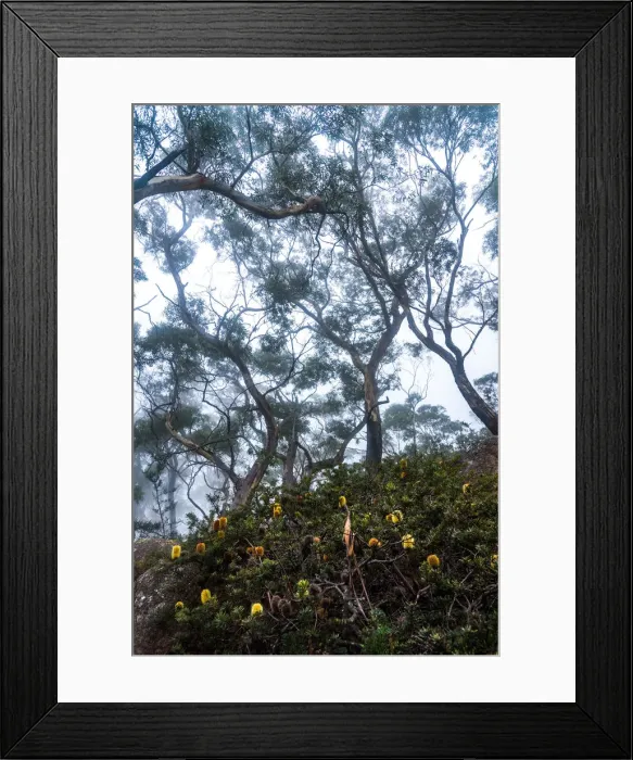 Framed Print : Eucalipt forest at Freycinet National Park, Tasmania Framed Print : Eucalipt forest at Freycinet National Park, Tasmania