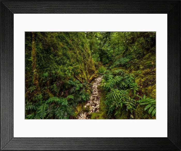 Framed Print : Track to Frenchmans Cap, Franklin-Gordon Wild Rivers National Park, Tasmanis