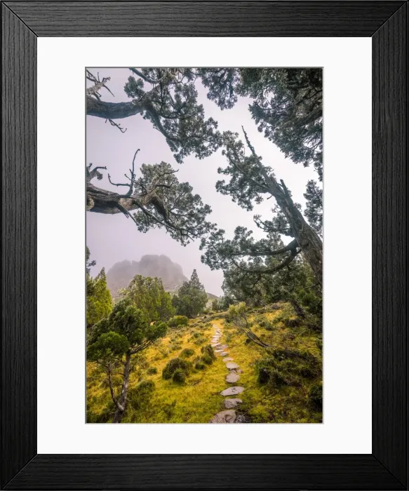 Framed Print : Dixon Kingdoms Pencil Pine forest in Walls of Jerusalem National Park, Tasmania