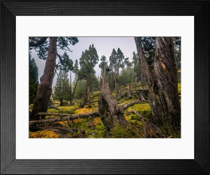 Framed Print : Dixon Kingdoms Pencil Pine forest in Walls of Jerusalem National Park, Tasmania