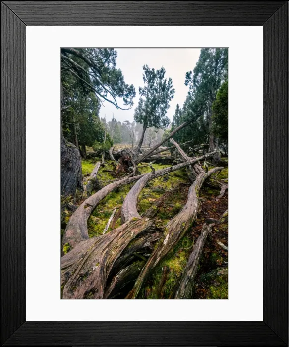 Framed Print : Dixon Kingdoms Pencil Pine forest in Walls of Jerusalem National Park, Tasmania