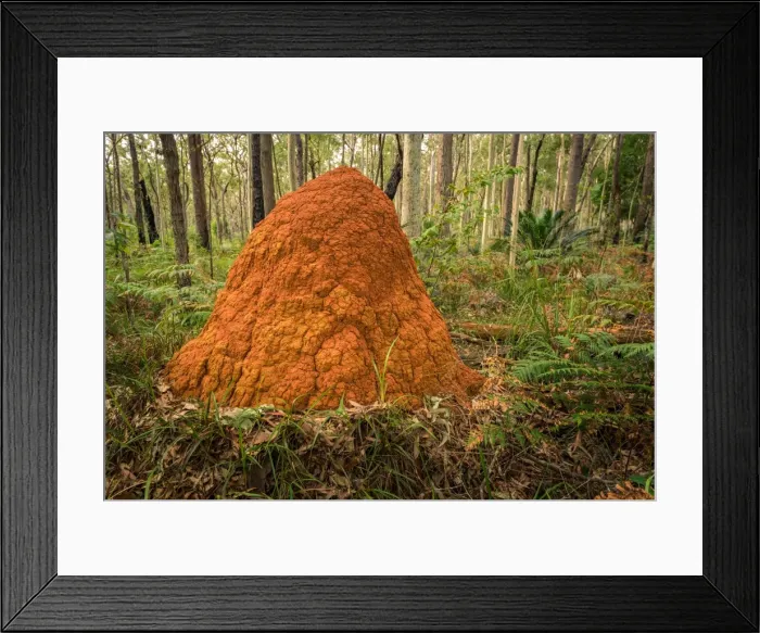 Framed Print : Termite mound in Murramarang National Park, New South Wales Framed Print : Termite mound in Murramarang National Park, New South Wales