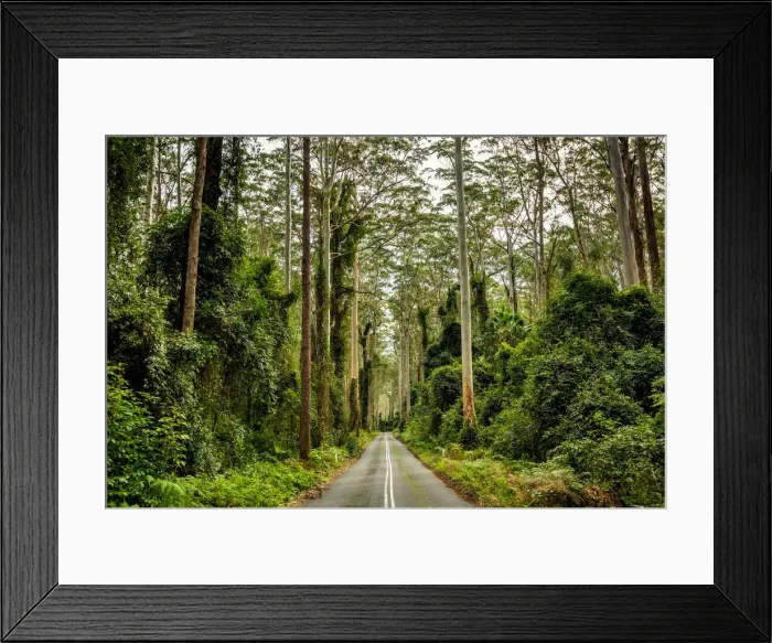 Framed Print : Road through the tall forest in Murramarang National Park, New South Wales Framed Print : Road through the tall forest in Murramarang National Park, New South Wales