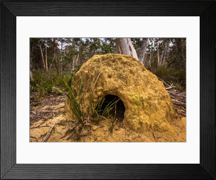 Framed Print : Termite mound in Deua National Park, New South Wales Framed Print : Termite mound in Deua National Park, New South Wales