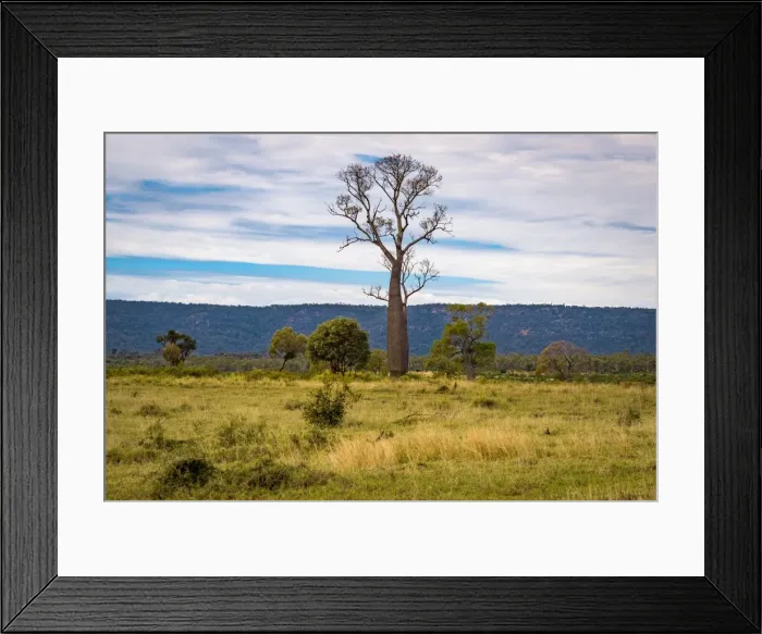 Framed Print : Queensland bottle tree