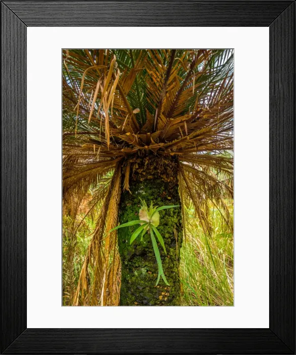 Framed Print : Staghorn fern growing on pulm tree Framed Print : Staghorn fern growing on pulm tree