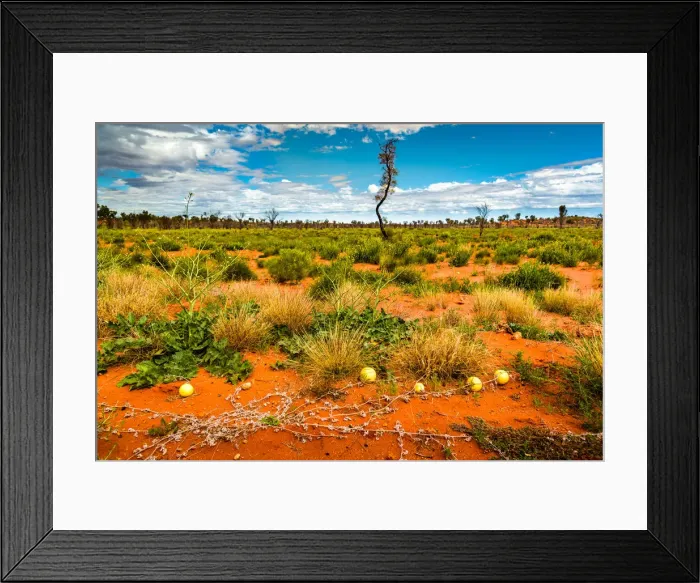Framed Print : Camel melons and Deset Oak in Australias Red Heart