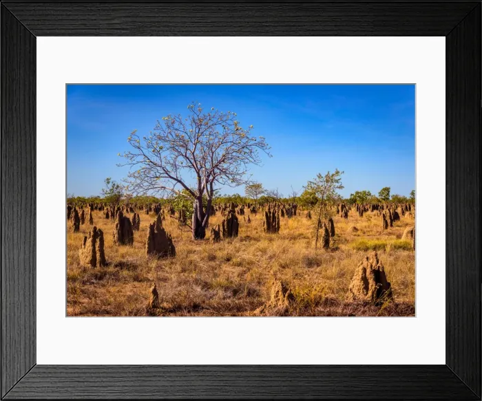 Framed Print : Termite mounds field