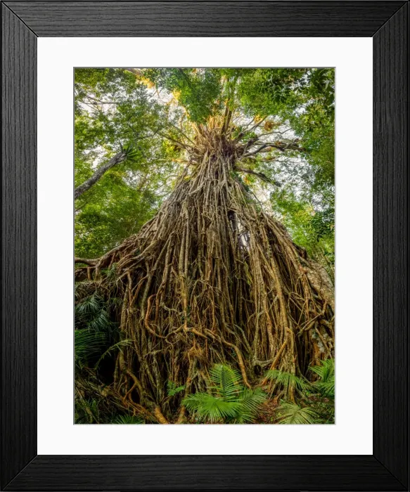 Framed Print : Cathedral Fig Tree in Atherton Tableland