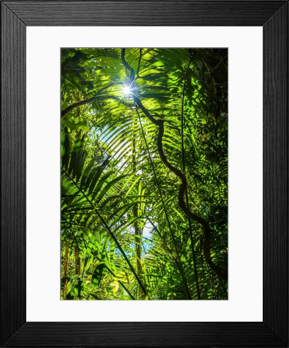 Framed Print : Paluma Range Forest