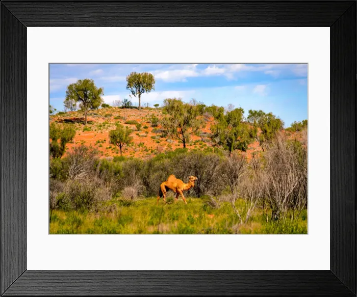 Framed Print : Camel in Australias red Center, Northern Territory