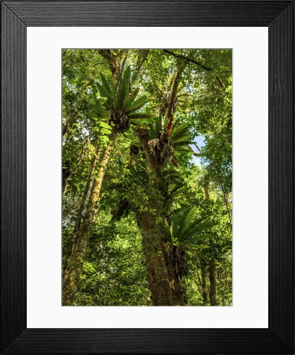 Framed Print : Staghorn ferns at Paluma Range National Park
