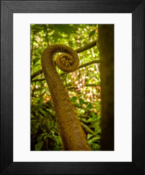 Framed Print : Giant Fern Sprig Framed Print : Giant Fern Sprig
