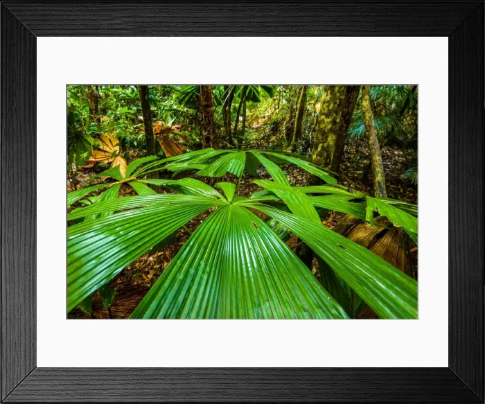 Framed Print : Fan Palm. Licuala Ramsayi tree or Fan Palm in the Daintree rainforest, Queensland Framed Print : Fan Palm. Licuala Ramsayi tree or Fan Palm in the Daintree rainforest, Queensland