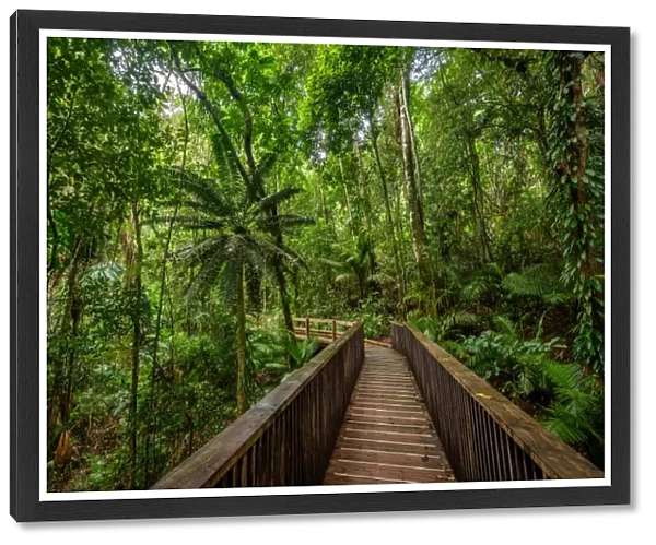 Boardwalk at Daintree rainforest, Queensland