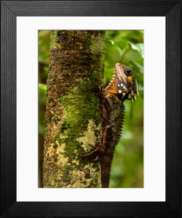 Framed Print : Boyds Forest Dragon Framed Print : Boyds Forest Dragon
