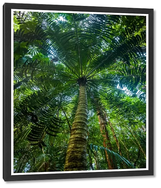 Hopes Cycad at Daintree rainforest